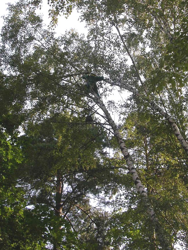 альпинист спилил верхнюю часть дерева,  предварительно обвязав ее канатом,  а второй специалист, стоя на земле, страхует конец каната