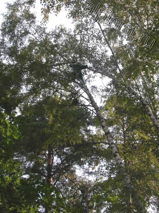 Сейчас наш альпинист спилил верхнюю часть дерева,  предварительно обвязав ее канатом,  а второй специалист, стоя на земле, страхует конец каната и контролирует спуск спиленной части дерева.