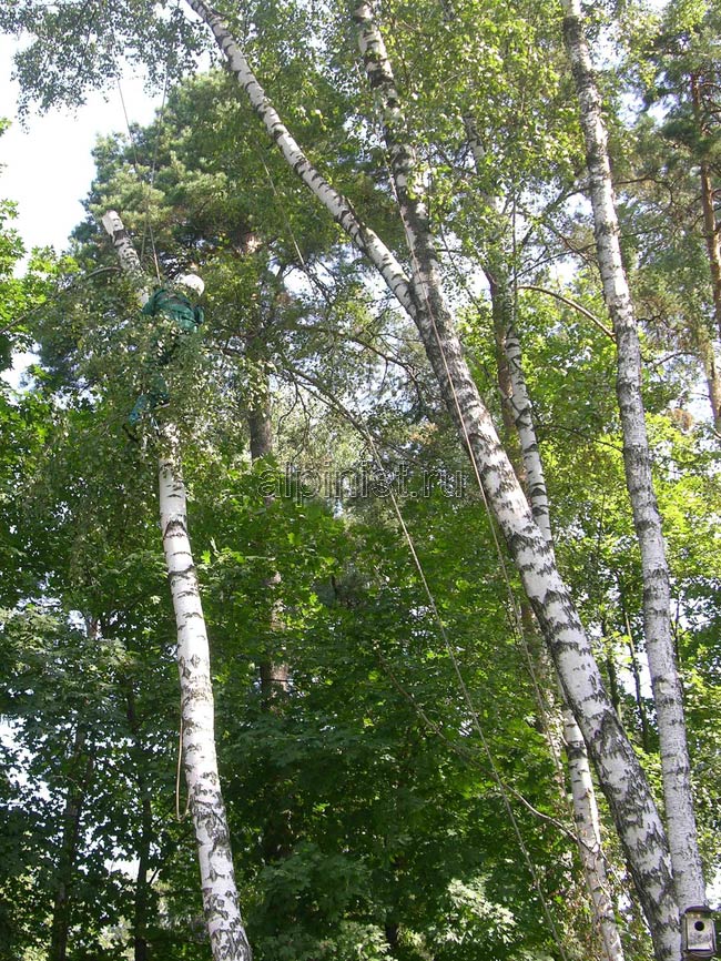спиленные части мы спускали с помощью веревки, которую пропустили через специальный блок, установленный нами на рядом стоящем дереве