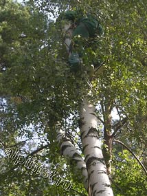 Наш альпинист начинает спускать верхнюю часть дерева с помощью каната, пропущенного для страховки через специальный блок, смонтированном на стоящем рядом дереве.