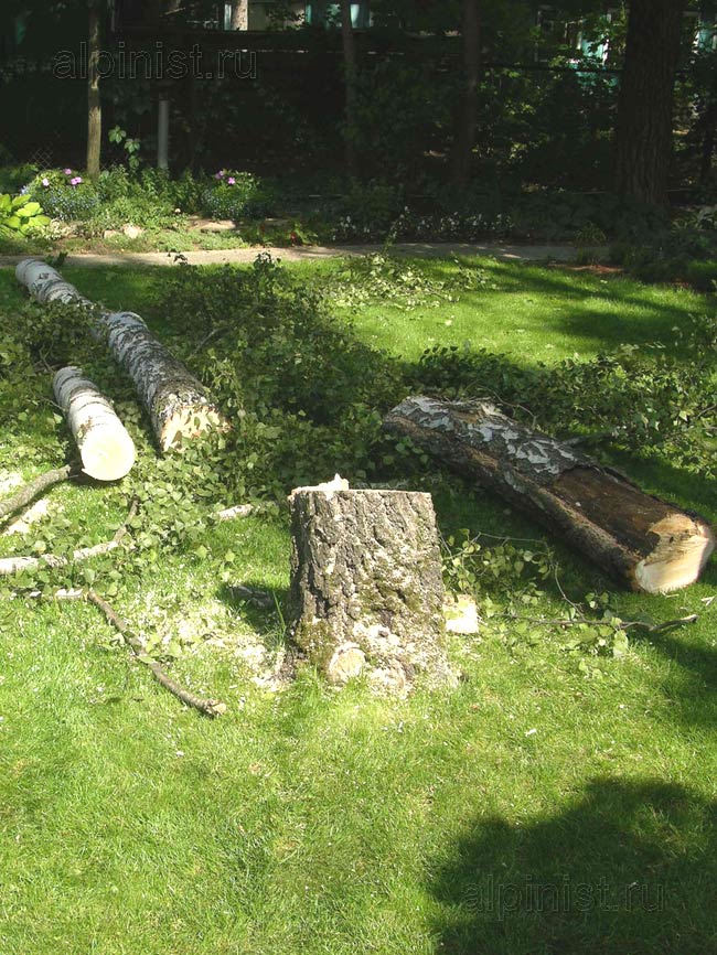 наши специалисты спиливали дерево по частям, обвязывая каждую часть ствола канатом и спуская ее на землю