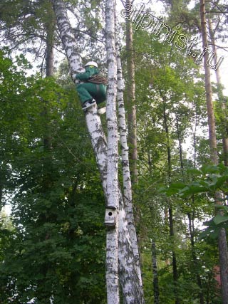 Наш альпинист, применяя технику промышленного альпинизма, лезет вверх на дерево, чтобы потом с него спуститься на наклоненное дерево и спиливать его по частям, начиная с самого верха.