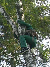 Используя приемы промышленного альпинизма, наш альпинист залезает на дерево, чтобы с него спуститься на другое, опасно наклоненное дерево и начать спил частями, начиная с верхушки.