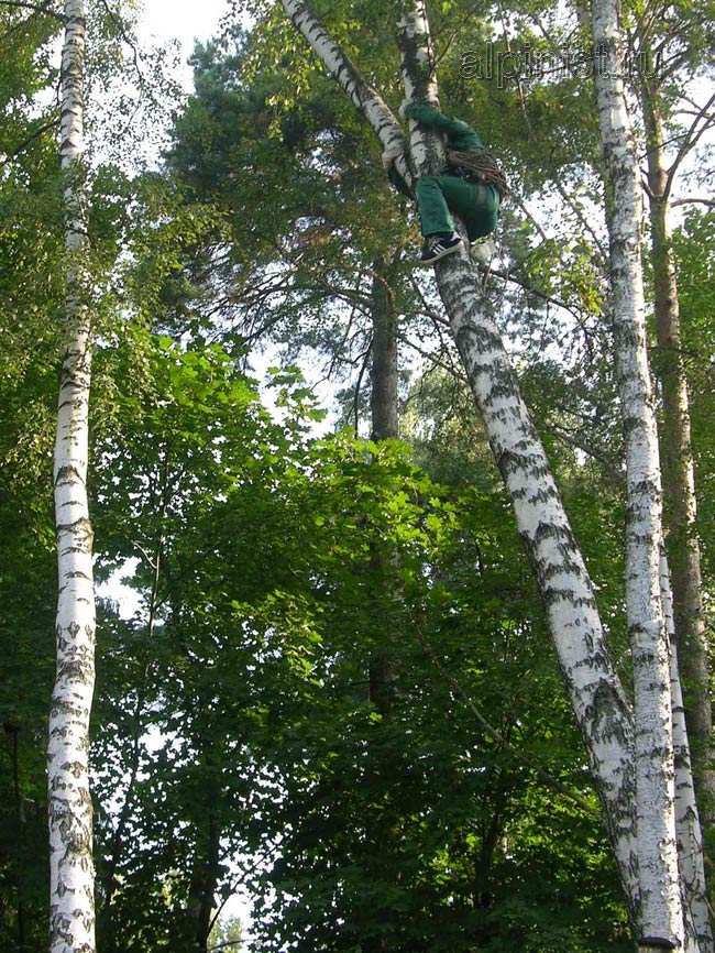 используя приемы промышленного альпинизма, наш альпинист залезает на дерево
