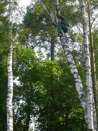Используя приемы промышленного альпинизма, наш альпинист залезает на дерево, чтобы с него спуститься на другое, опасно наклоненное дерево и начать спил частями, начиная с верхушки.
