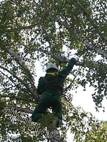 Сейчас наш промышленный альпинист закрепил к дереву страховочную веревку, благодаря которой спустился на другое опасно наклоненное дерево, для того чтобы безопасно начать спил верхней части этого дерева.