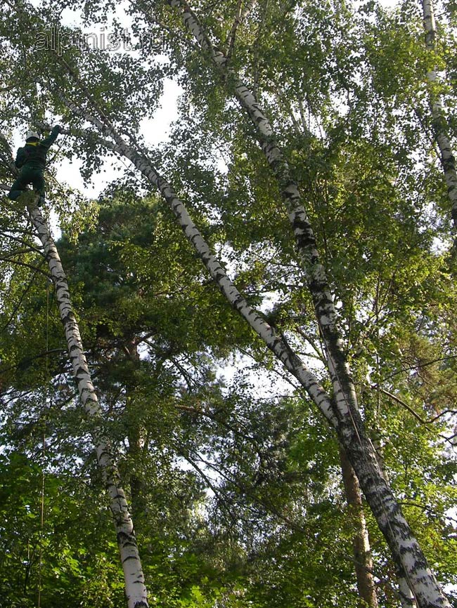 альпинист закрепил к дереву страховочную веревку, благодаря которой спустился на другое опасно наклоненное дерево